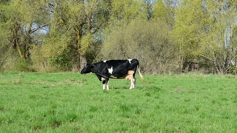 Cow Stock Footage 108138755