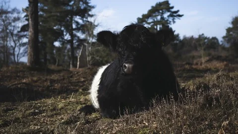 Cow Stock Footage 120018090