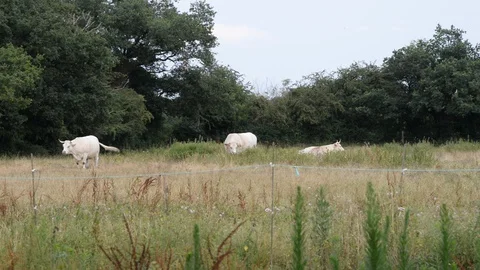 Cow Stock Footage 128577942