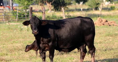 Cow Vídeos de archivo 130939415