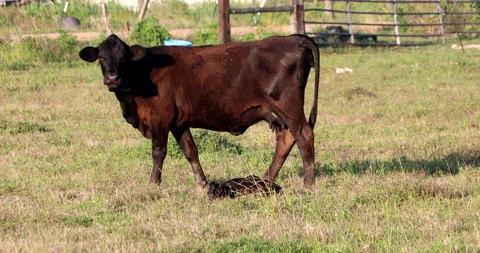 Cow Vídeos de archivo 130939488