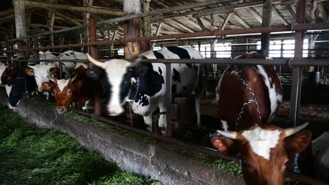 Cow Stock Footage 134423376