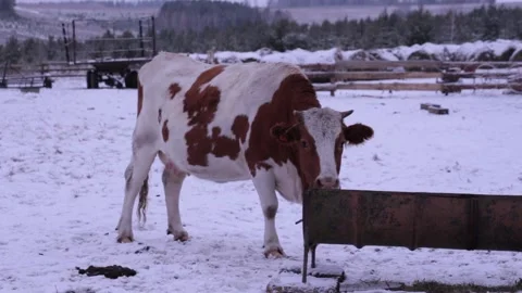 Cow Stock Footage