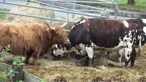 Cow Stock Footage 146020170