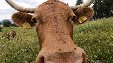 Cow 库存影片 160951174