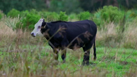 COW Stock Footage 162968179