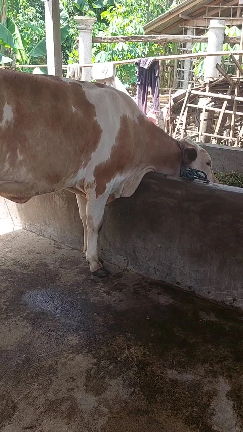 Cow Stock Footage