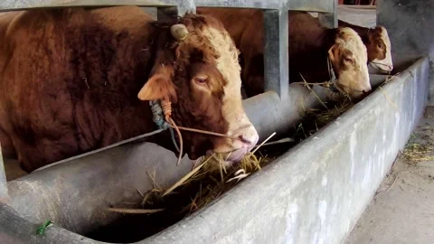 Cow Stock Footage 167798357