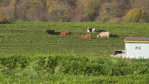 Cow 库存影片 175199534