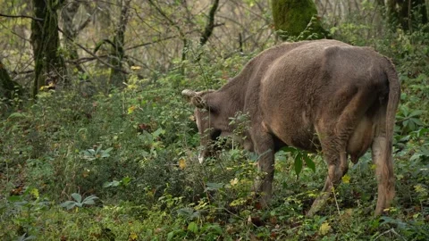 Cow 库存影片 183035295