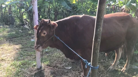 Cow. Stock Footage 205104869