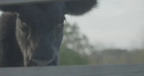 Cow Vídeos de archivo 208413111