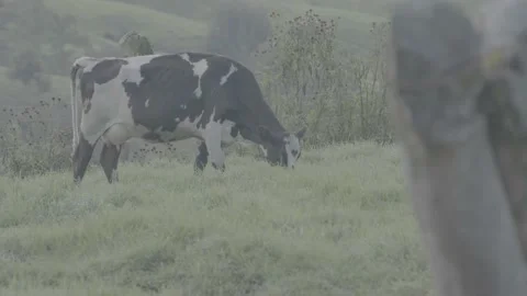 Cow 動画素材 219511866