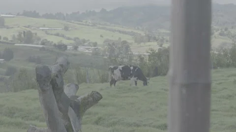 Cow Stock Footage 219511914