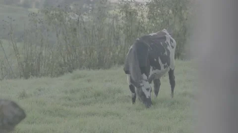 Cow 動画素材 219511935