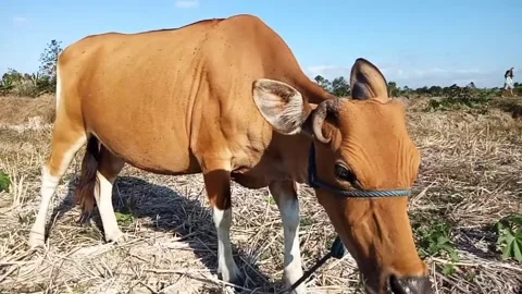 Cow Stock Footage 243103495