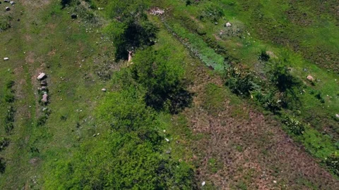 Cow Stock Footage 245480335