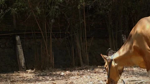 Cow Stock Footage 250504494