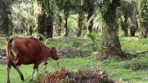 Cow Stock Footage 262533736