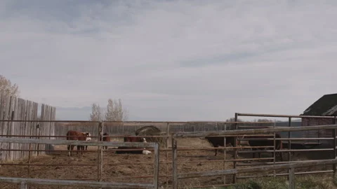 Cow Stock Footage 265504661