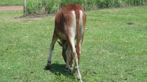 Cow Stock Footage 308013742