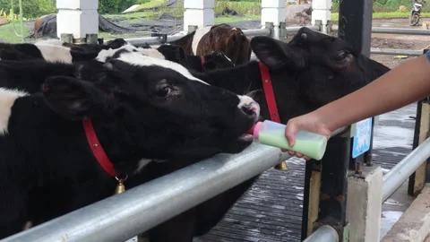Cow Video stock 310357653