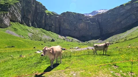 COW 库存影片 316697765