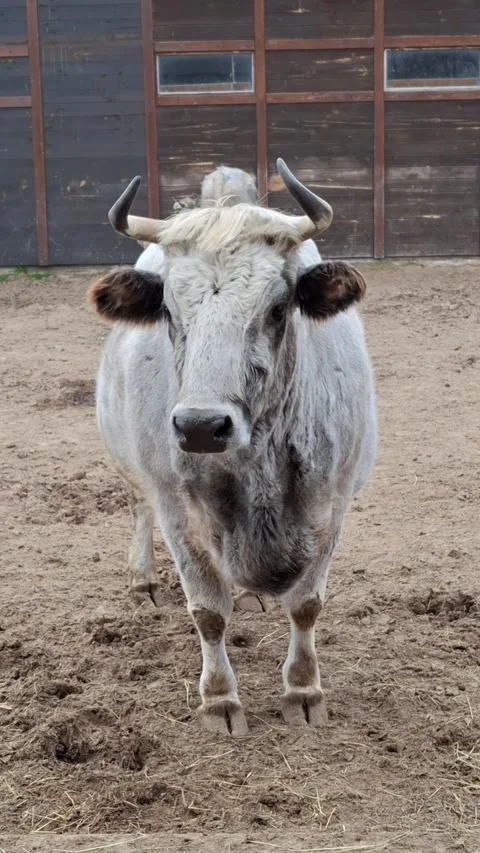 Cow Stock-Footage 342662630