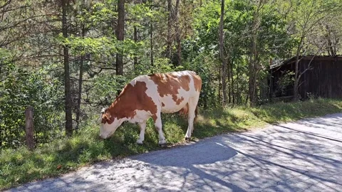 Cow Footage Video stock 250100934