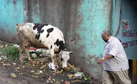 Cow Foraging Through Trash On The Streets Of Bangalore, India Stock Footage 255006498