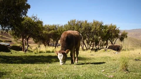 Cow in the foreground eating quickly Stock Footage 244266118