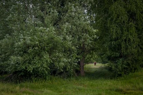 Cow in forest clearing framed by dense trees Stock Photos