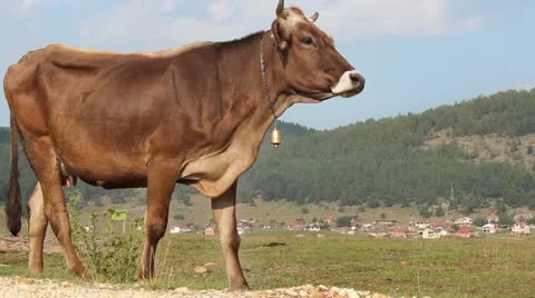 Cow in the forest Stock Footage 12524977
