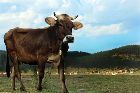 Cow in the forest Stock Photos