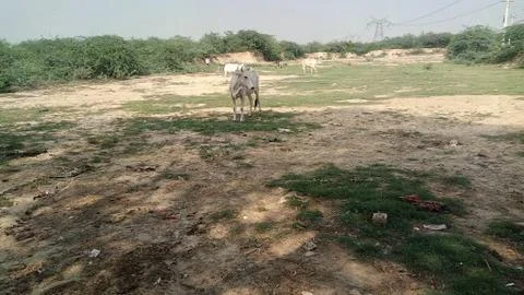 Cow in forest Stock Photos