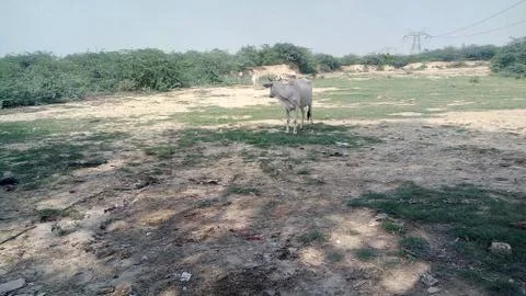 Cow in forest Stock Photos