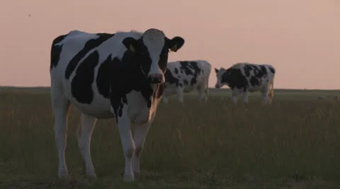 Cow in front; group of cows walk by in background Stock Footage 25649059