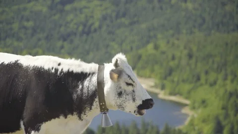 Cow in front of a lake Stock Footage 95843320