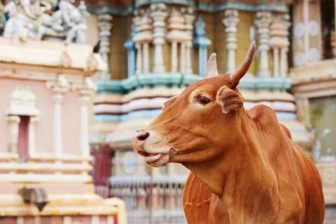 Cow in front of temple Stock-Fotos