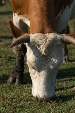 Cow in front view, close up of head, while grazing grass in pasture Stock Photos