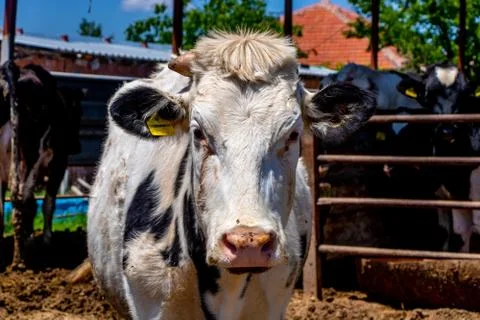 Cow Front View Photos