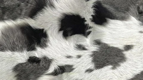 Cow Fur Background Stock Footage 144201532