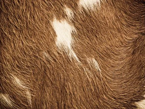 Cow fur background Foto stock