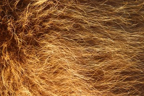 Cow fur texture background Stock Photos