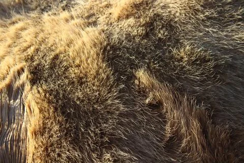Cow fur texture background Foto stock