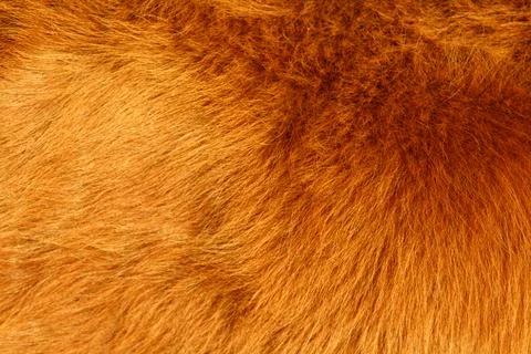 Cow fur texture background Stock Photos