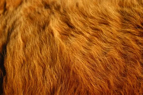 Cow fur texture background Stock Photos