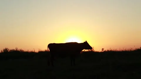 Cow at the gates of sunset 動画素材 52502502