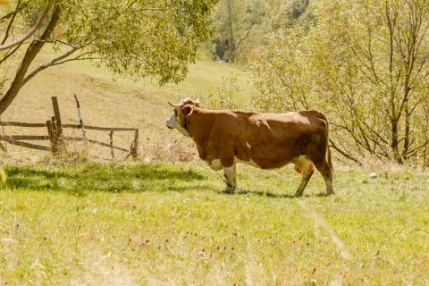 Cow gazing Stock Photos