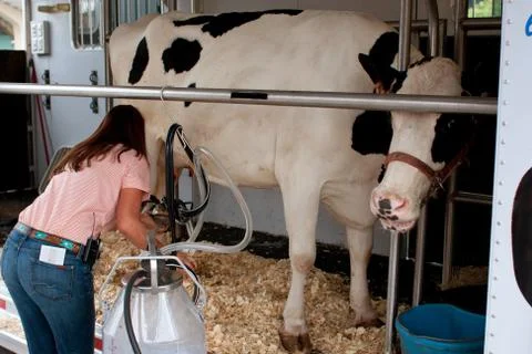 Cow gets hooked up to milking machine at farmers market Stock Photos